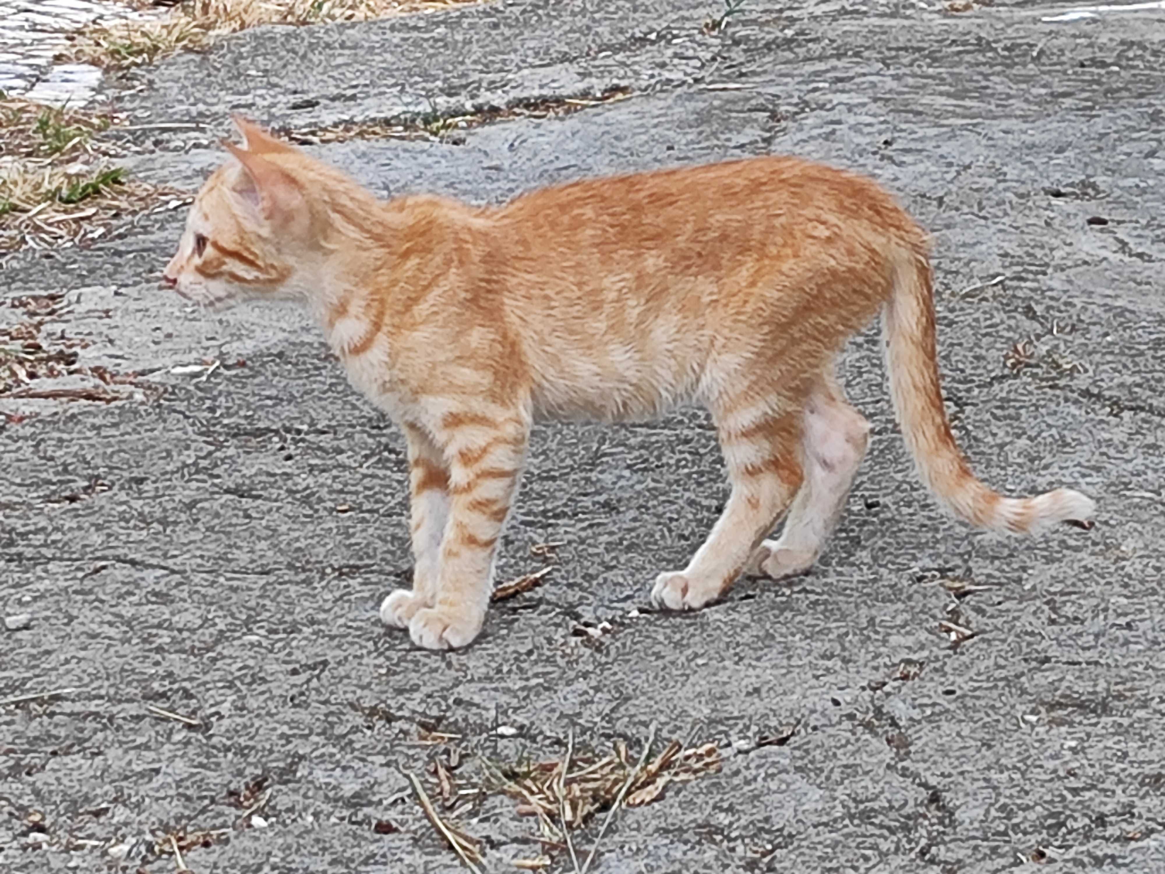 Gatinho para Adopção