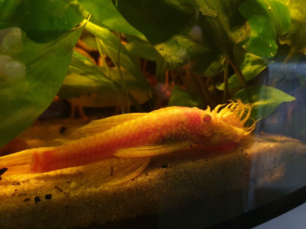 Ancistrus albinos