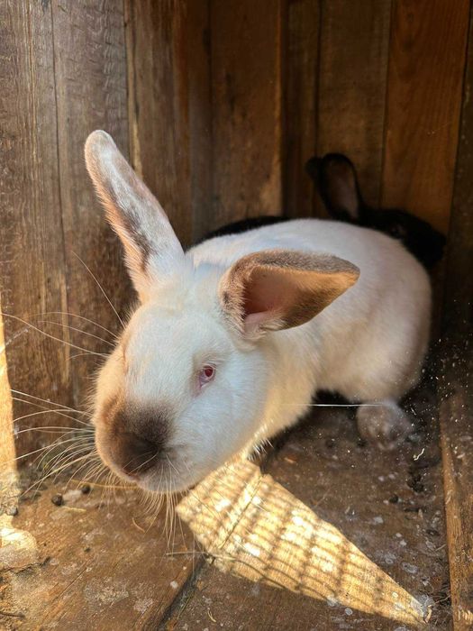 Продам кролей фландер