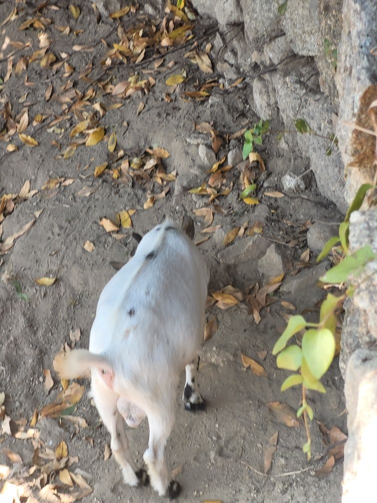 Macho 5 meses raça pequena meiga
