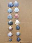 Conjunto de 12 conchas Vieira