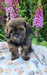 Shihpoo samiec  hybryda shihtzu pudel toy