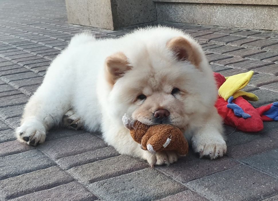 Szczeniak chow chow -suczka