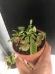 Plantas carnívoras