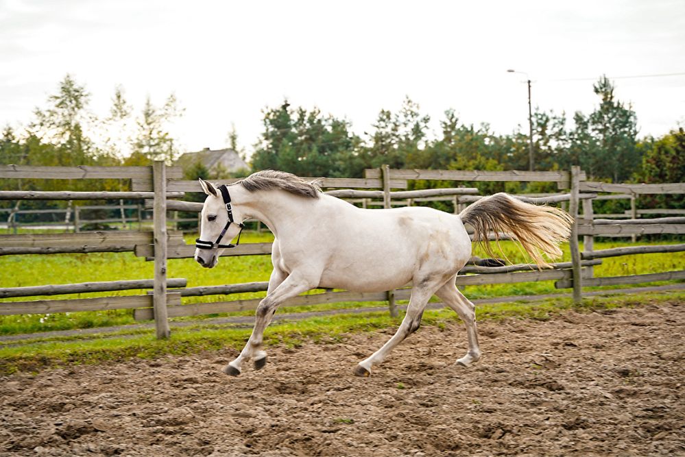 Sprzedam klacz do sportu , SP