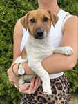 Jack Russell Terrier piesek Axel