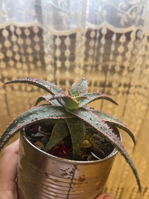 Алое декоративне червоне і зелене