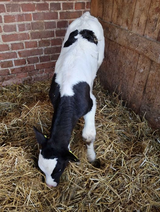 Cielaki .dwa byczki czarno białe