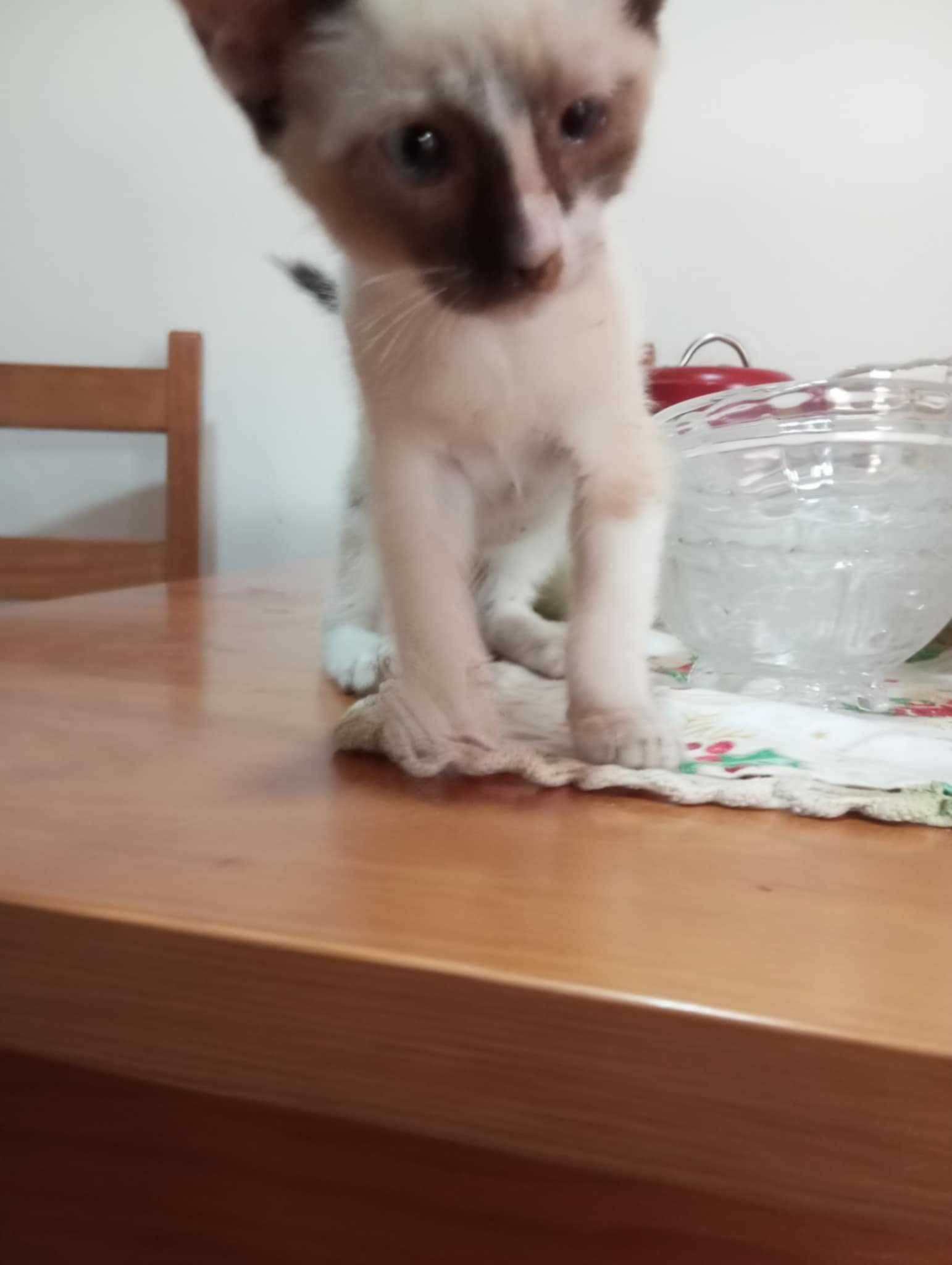 Gatinha com 2 meses para adoção