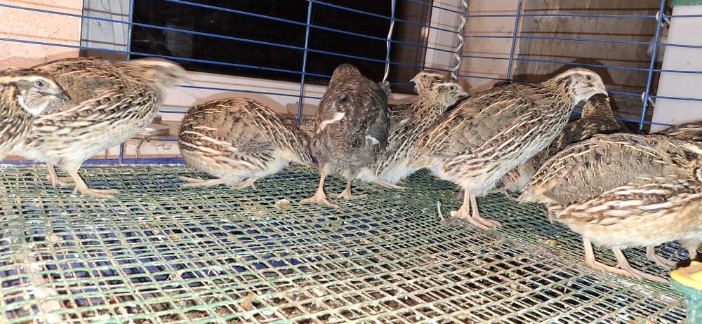 Przepiórki japońskie