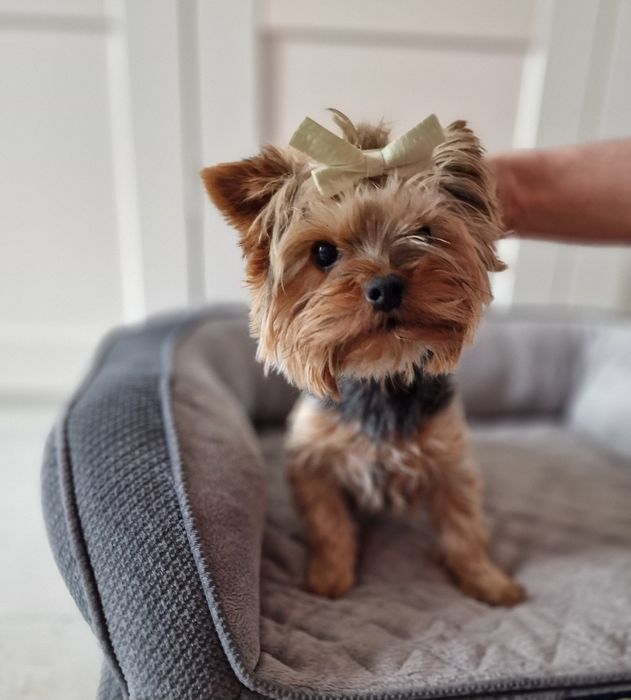 Yorkshire Terrier SUCZKA York FCI ZKwP