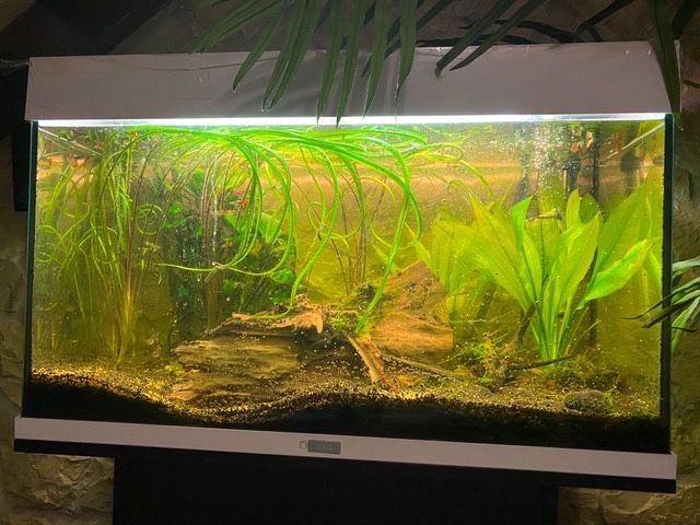 Aquario Juwel com peixes , plantas  naturais pronto a funcionar!