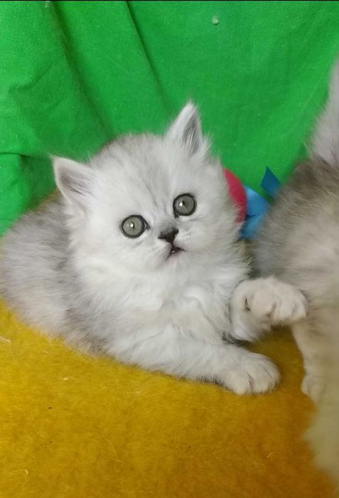 Серебристый серый пепельный дымчатый шиншилла хайленд