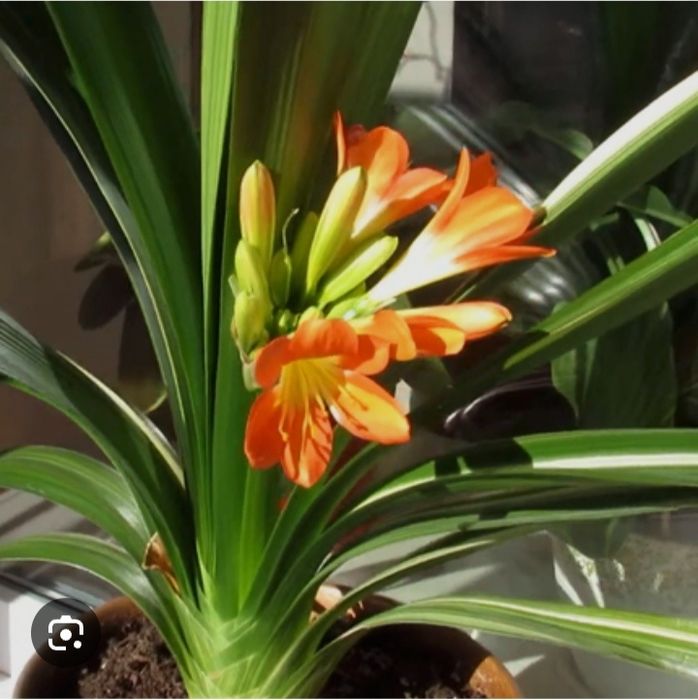 клівія кіноварна кливия комнатная лилия