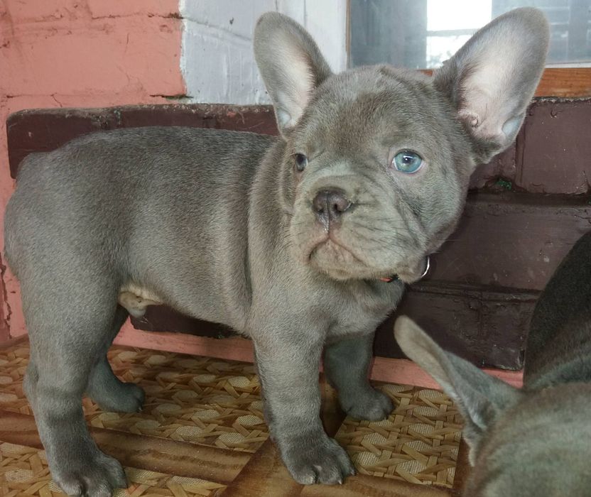 голубі французики