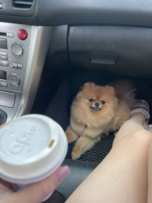 Щенки Шпиц померанский мини