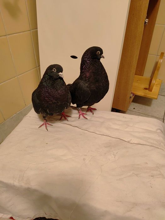 sprzedam gołębie