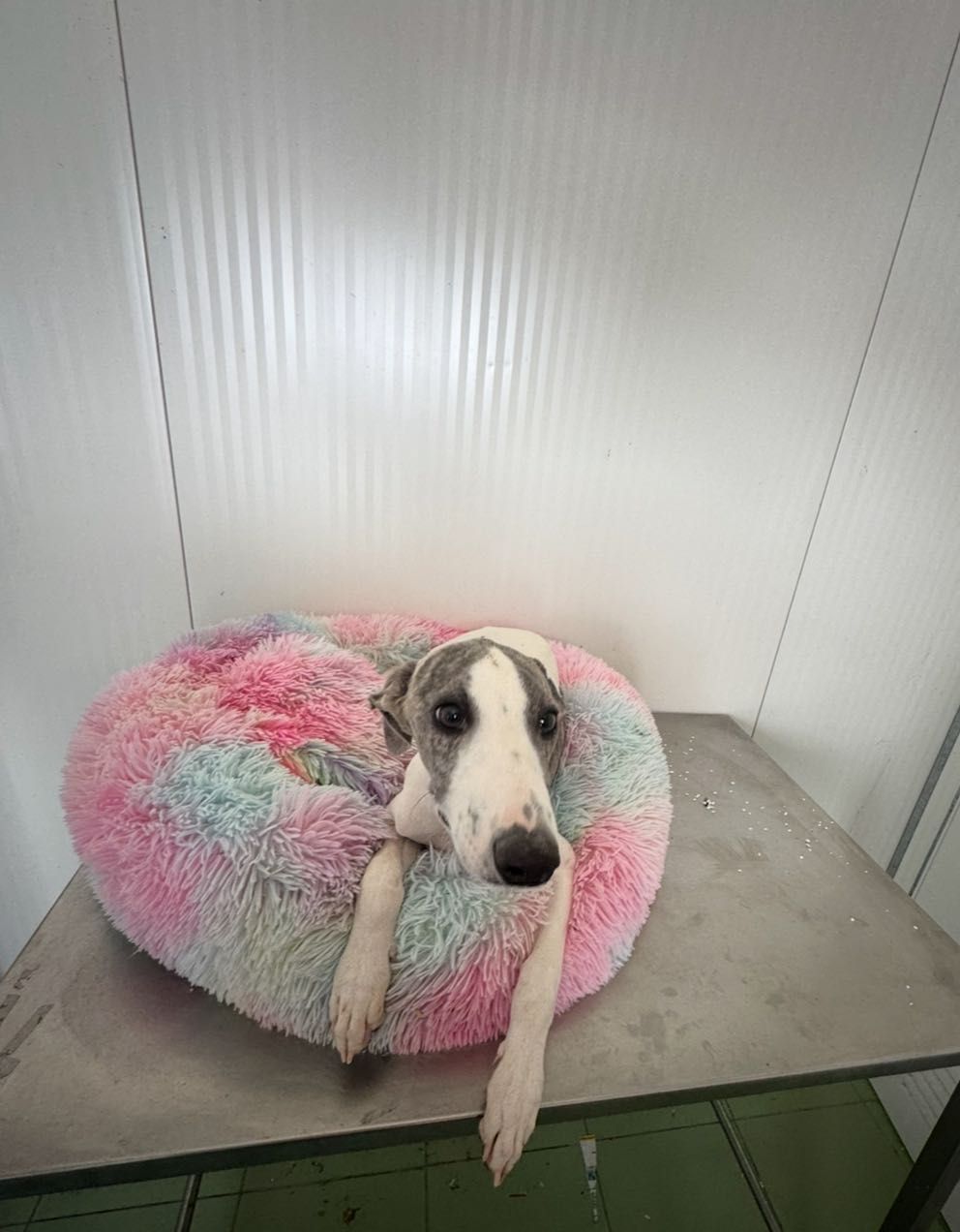 Galguinho whippet.