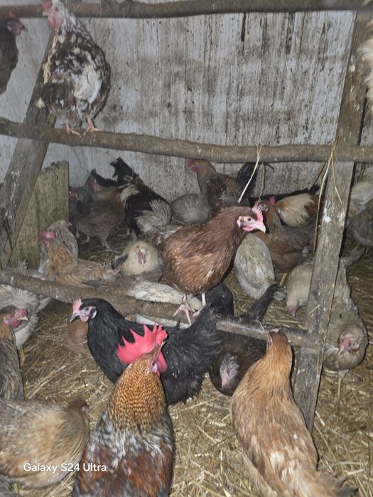 Kury nioski i gren shell