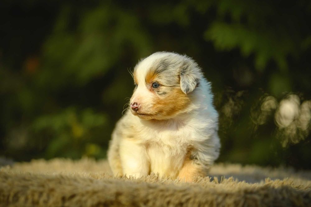 Owczarek Australijski typ Amerykański Suczka Blue Merle