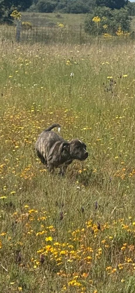 Fastastica femea (Tipo Presa Canario)