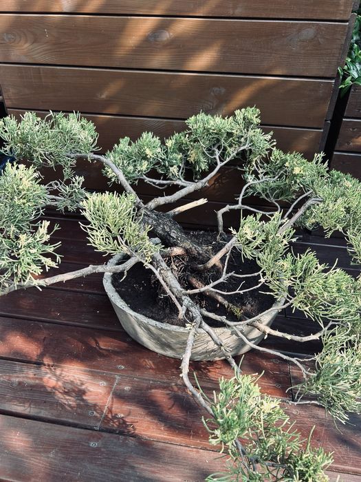 Bonsai z jałowca w ręcznie wykonanej betonowej donicy