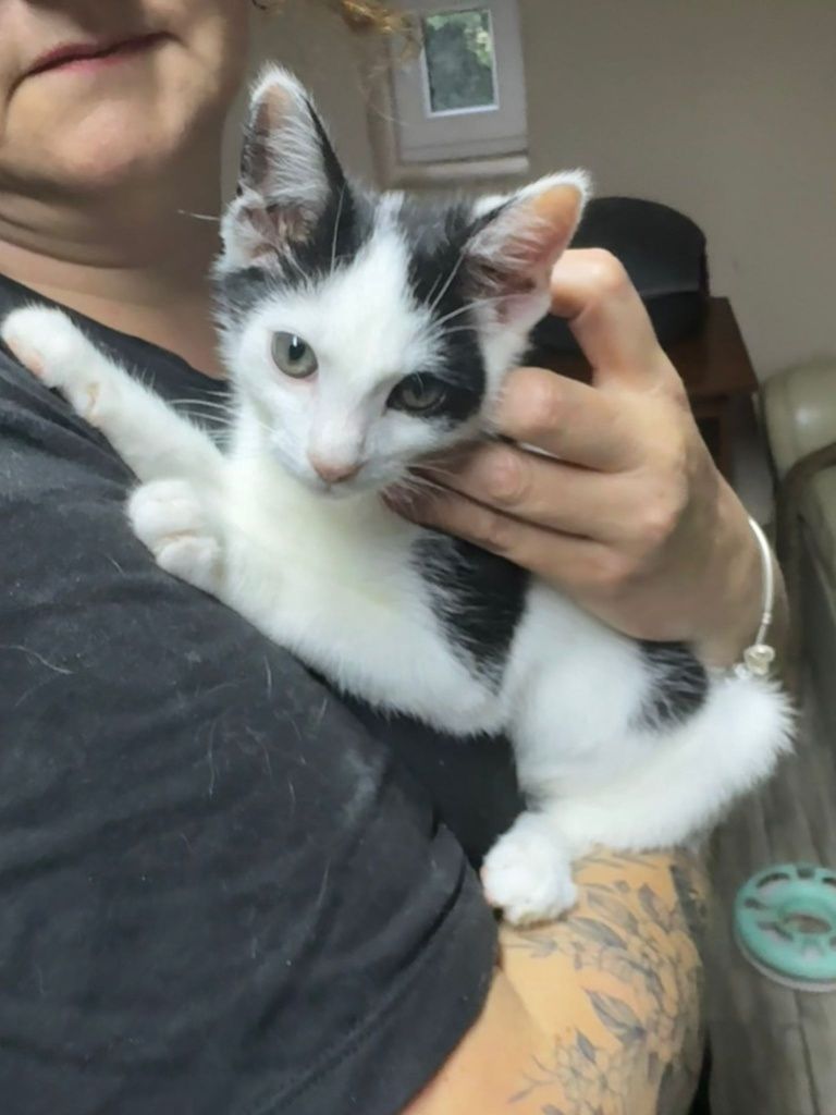 Słodki koteczek do adopcji