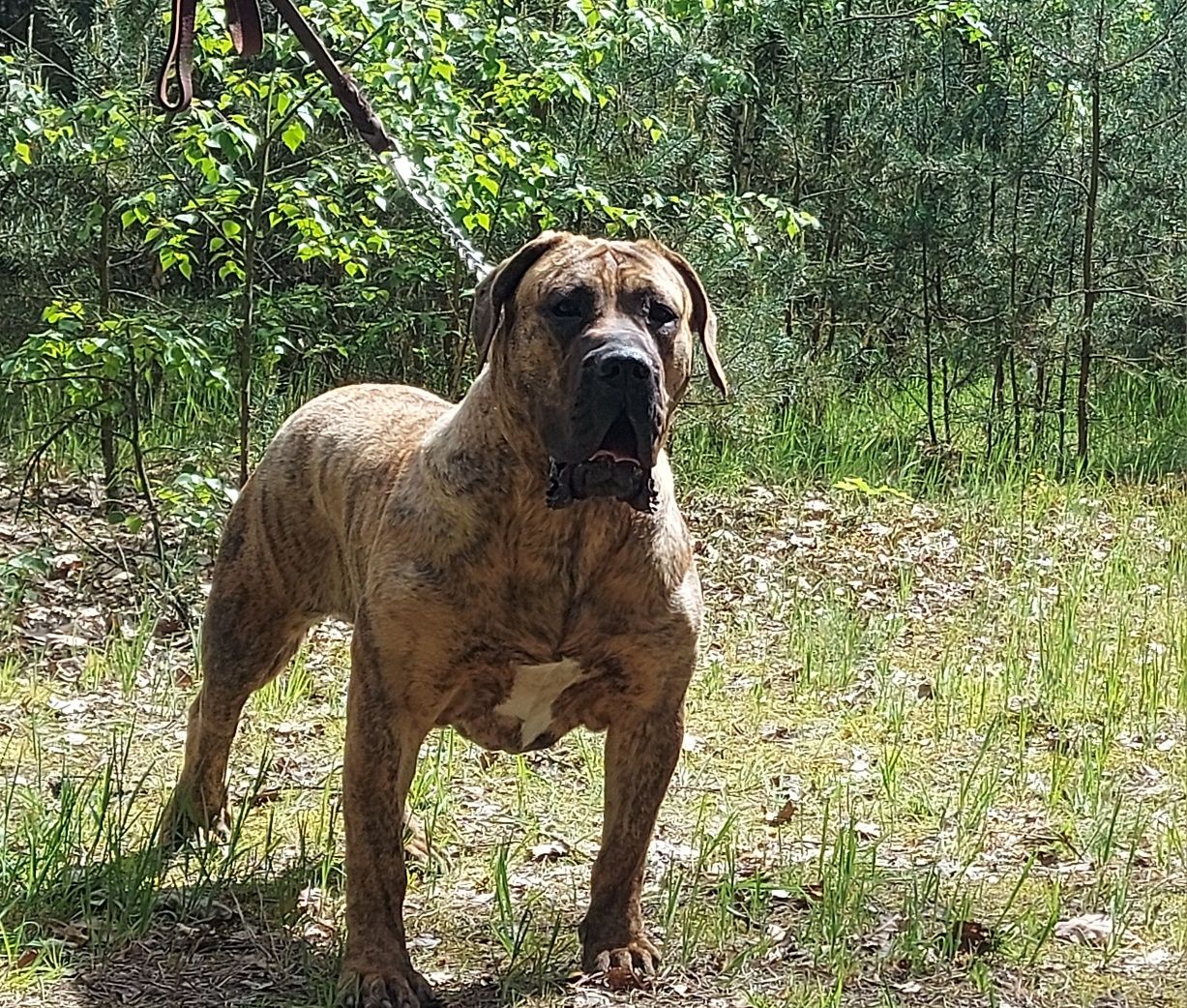 Szczeniak Presa Canario ZKwP/FCI