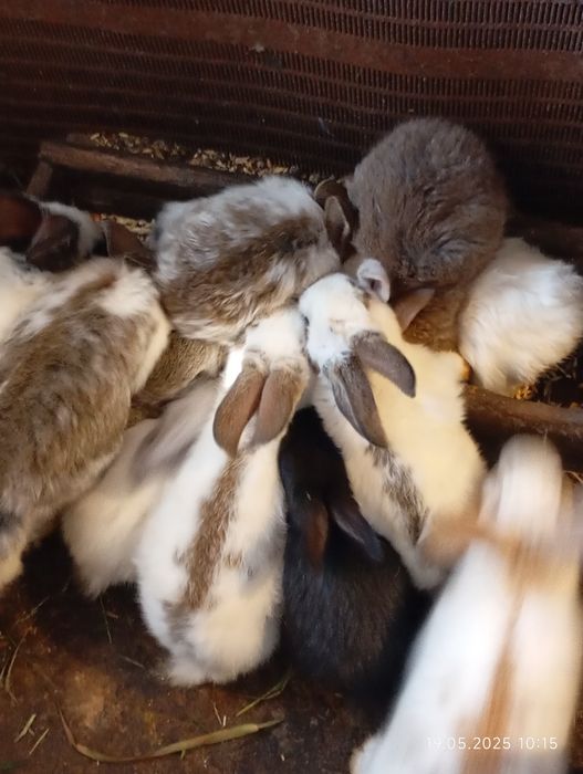 Продам кроликов.