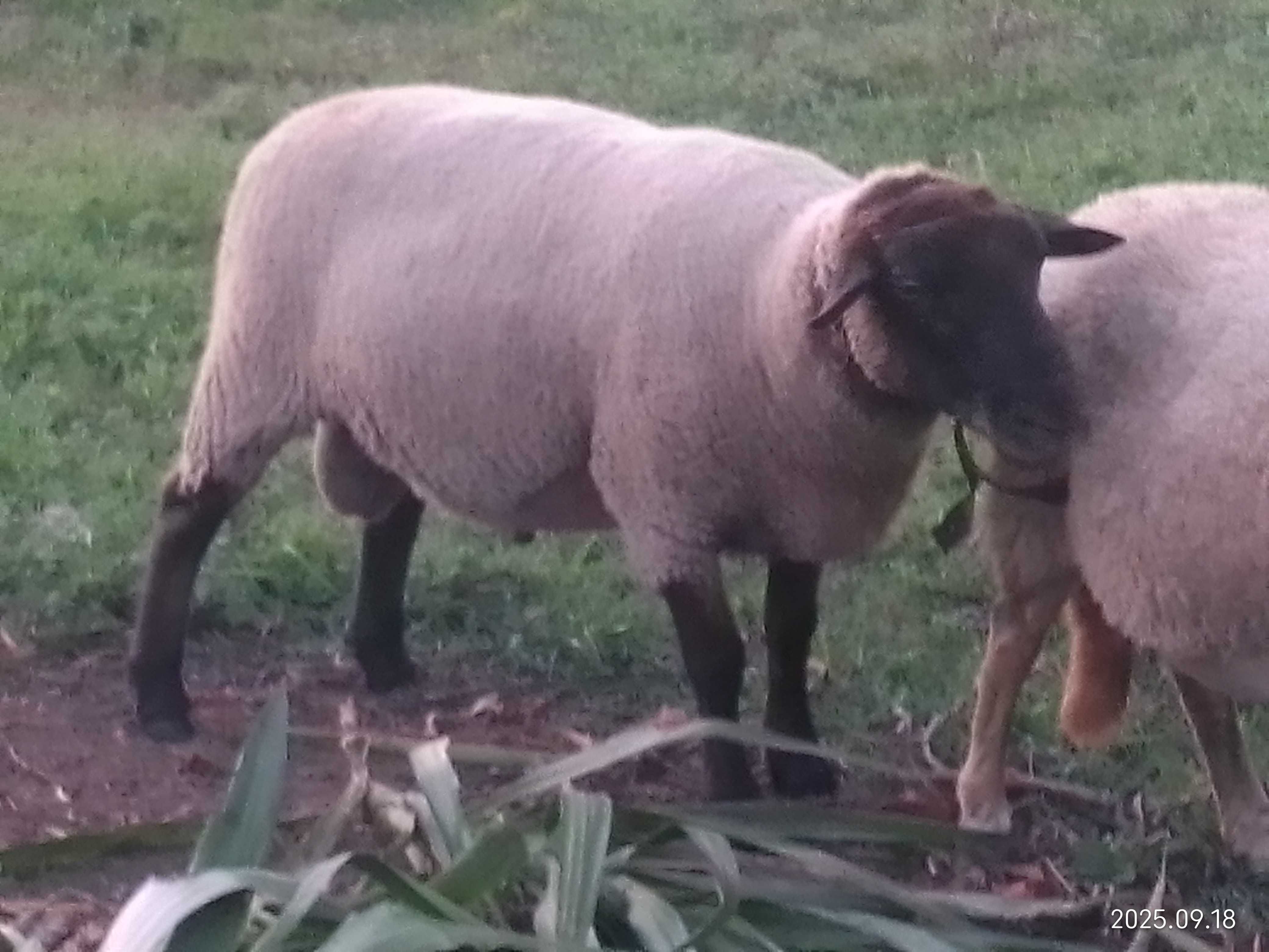 Suffolk macho linha inglesa