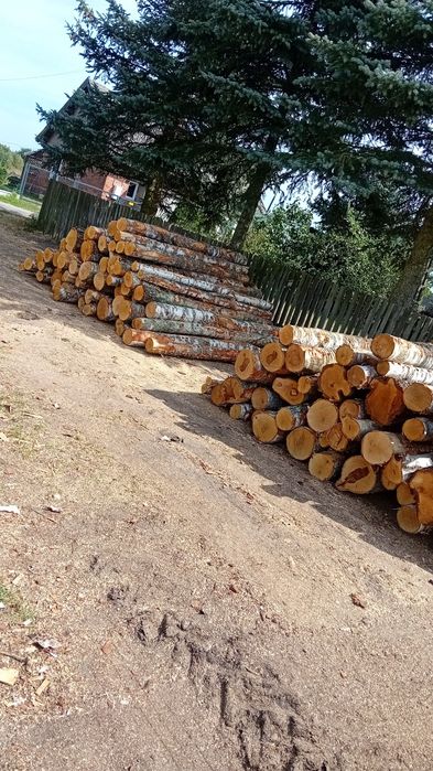 Brzoza opałowa kominkowa