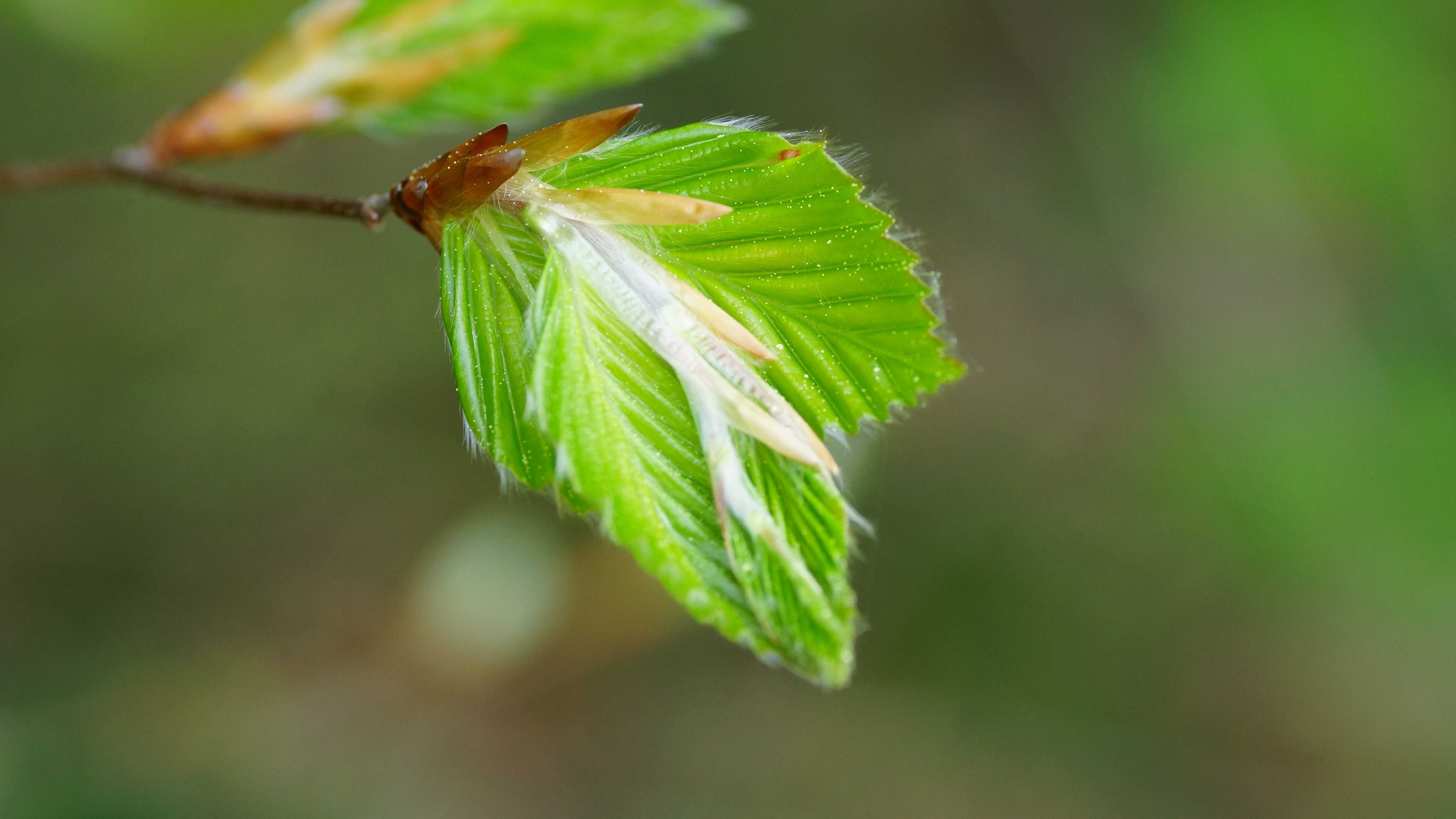 Obiektyw Tamron SP AF DI 90mm F2.8 MACRO 1:1 do SONY A Idealny