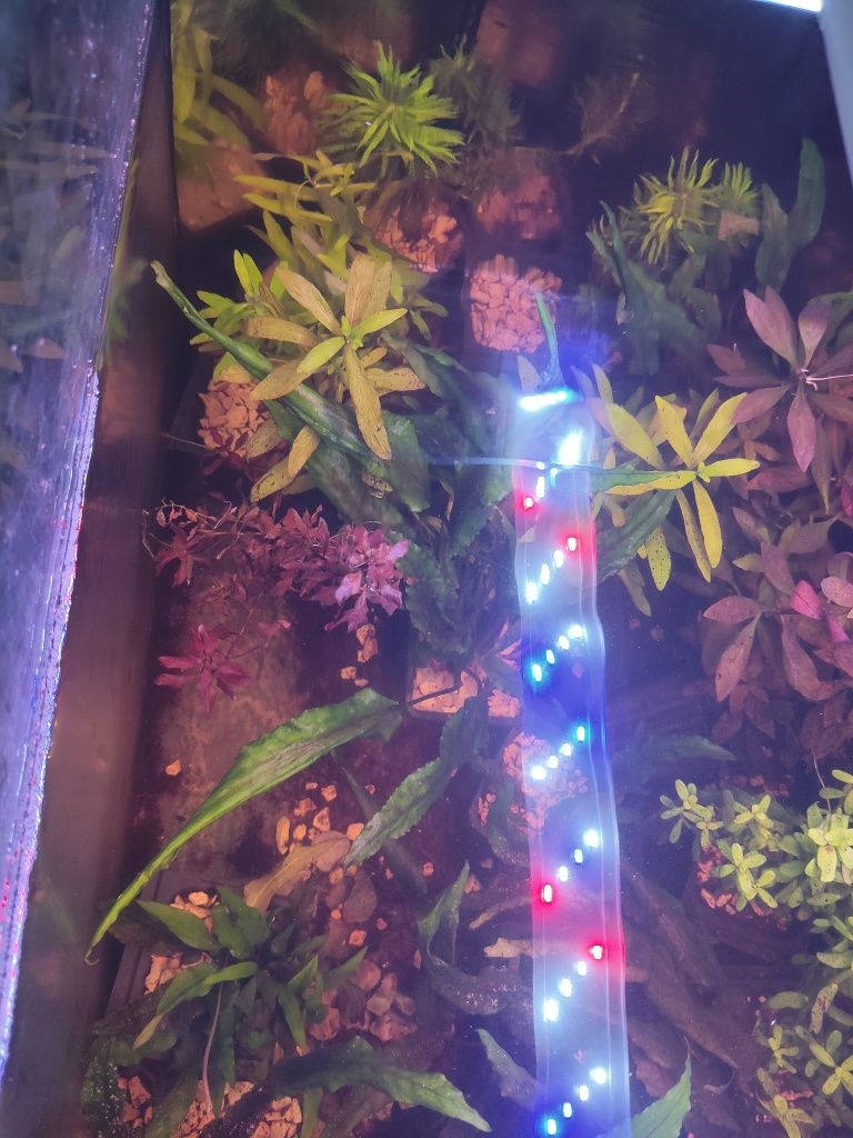 Plantas  aquário