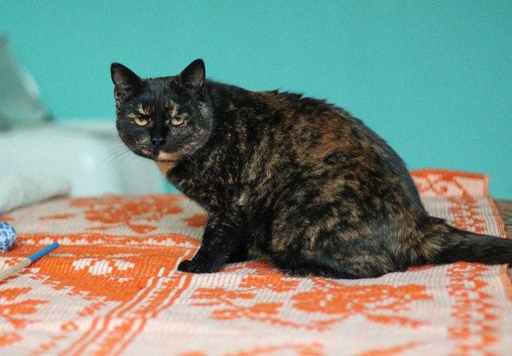 Piękna,  ok 3 letnia kotka szylkretka do adopcji