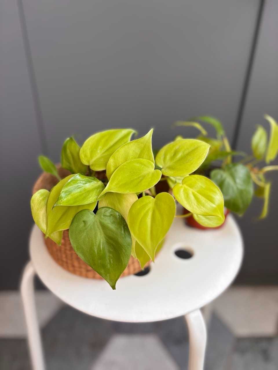 Філодендрон Лемон Лайм / Scandens Lemon Lime
