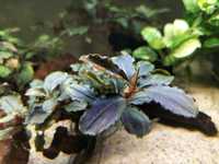 Bucephalandra Brownie Pixie