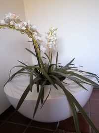 Floreira c/ Orquídea
