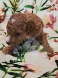 Pudel miniaturowy