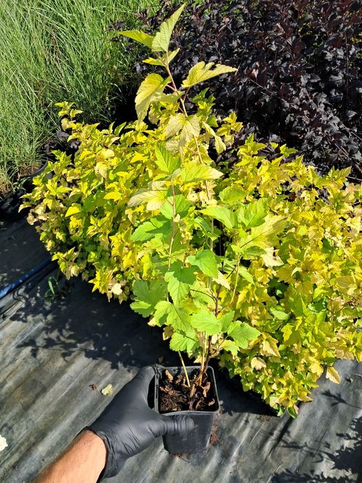 Pęcherznica kanolistna p9