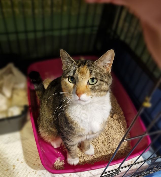 Bajka szuka domu ze swojej bajki