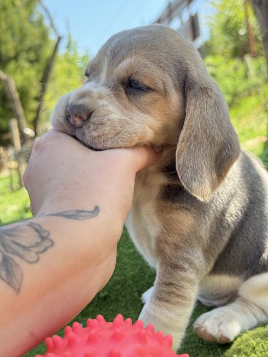 Бігль  з документами кку блакитний голубой