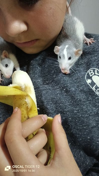 Гризуни джамбо, пацюки