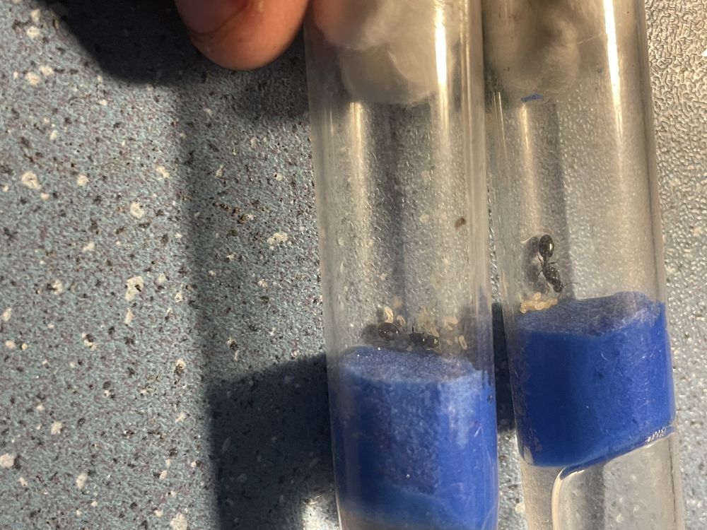 Tetramorium caespitum муравьи