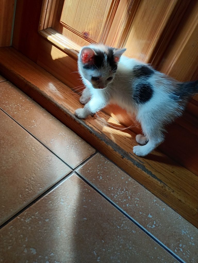 Kotka do adopcji