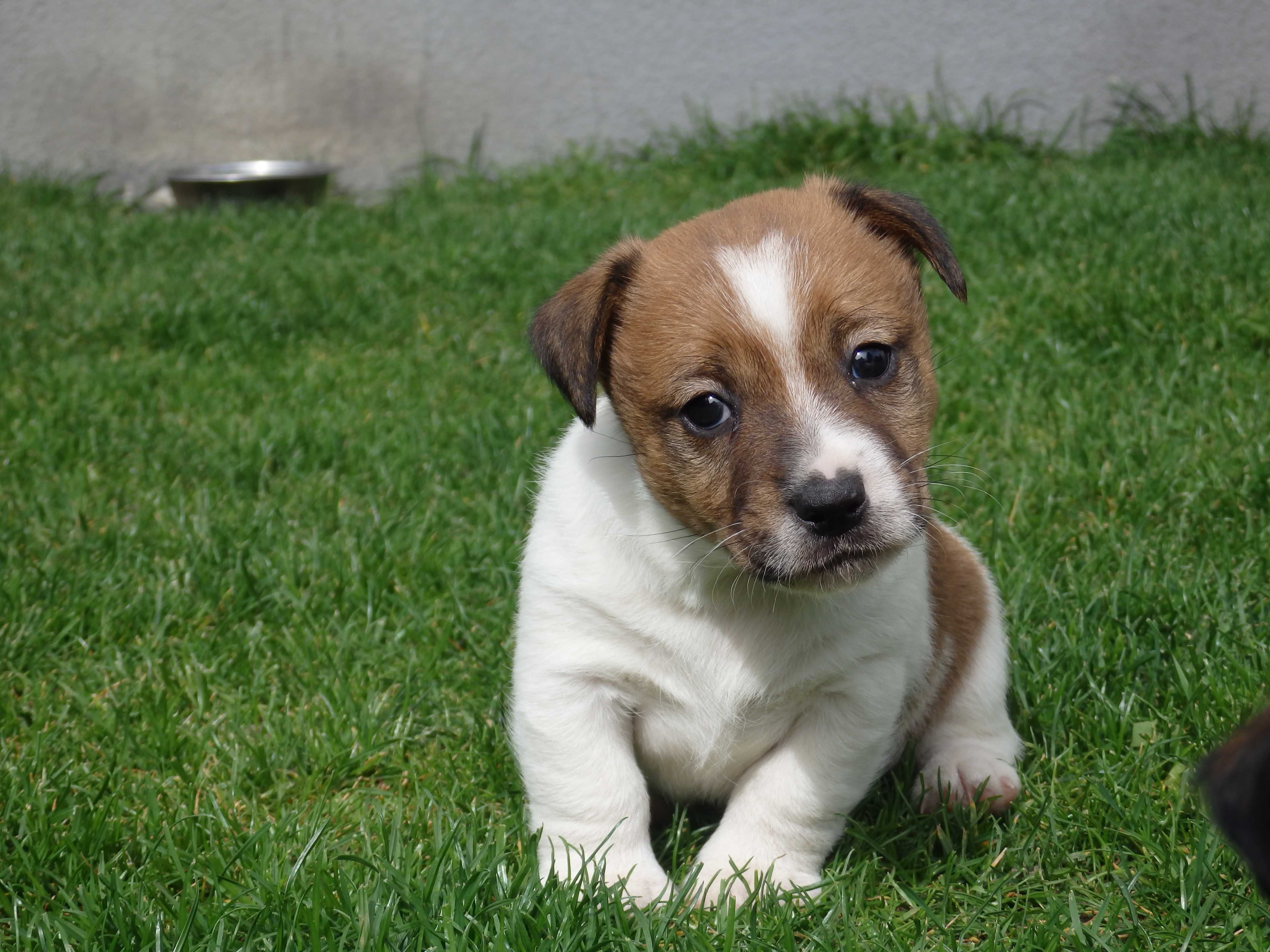 Jack Russell Terrier PIESEK od #SMARTIE JACKS# odbiór początek maja