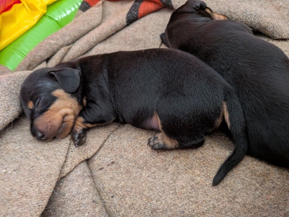 Teckel Standard com LOP [pedigree]