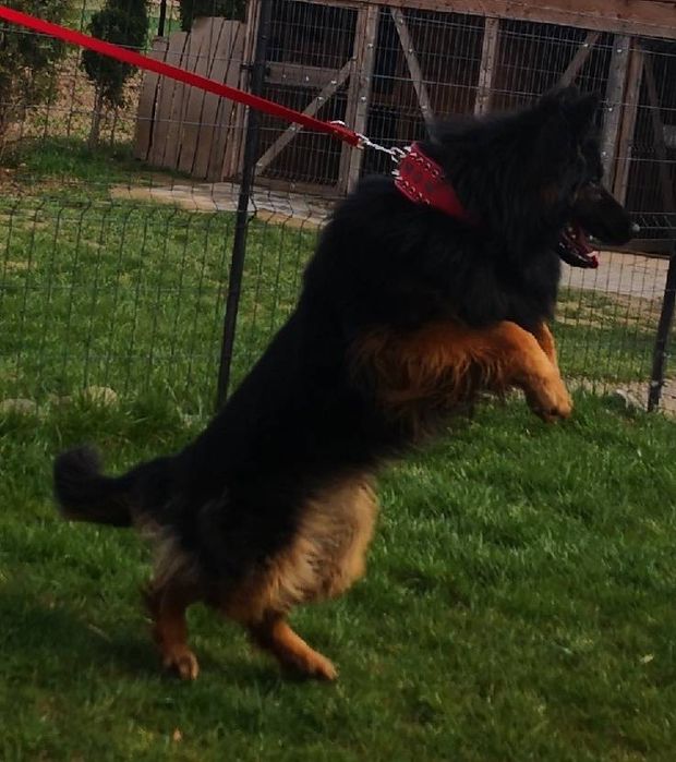 Witam sprzedam Pieska Owczarek Niemiecki Dlugowlosy