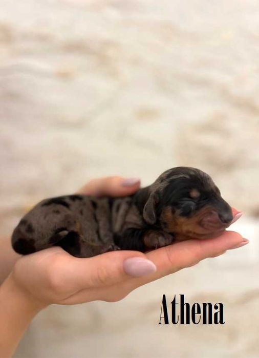 Jamnik standardowy krótkowłosy ZKwP  FCI merle / czarny podpalany