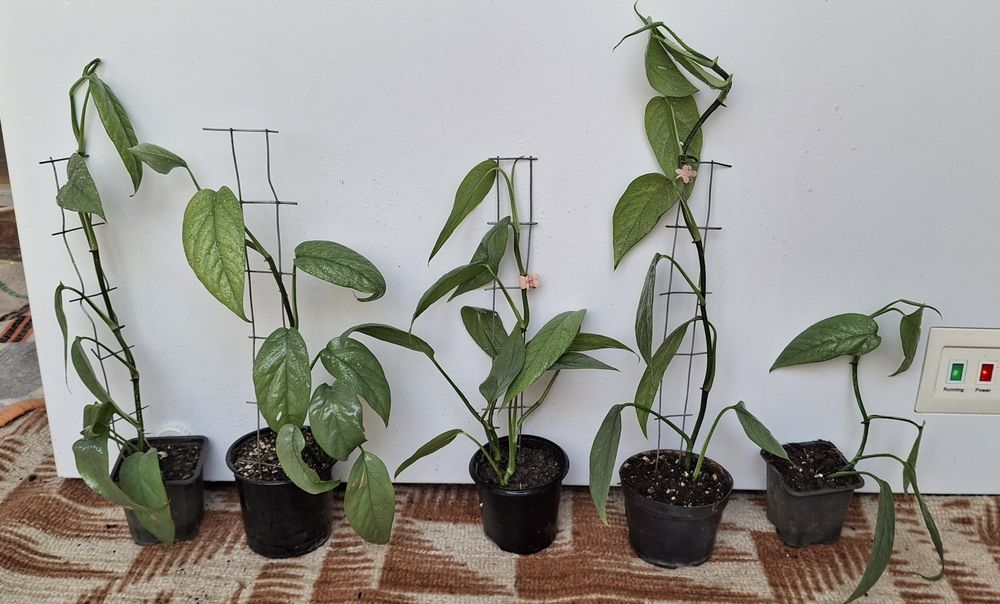 Кімнатні рослини