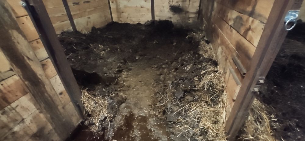 Obornik koński świeży Worek 120 litrów